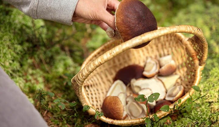 Steinpilz nimmt Selen aus dem Boden auf   